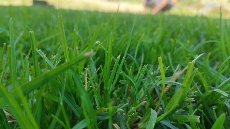 Kikuyu grass//Buffalo grass//LM Berea instant roll on lawn grass