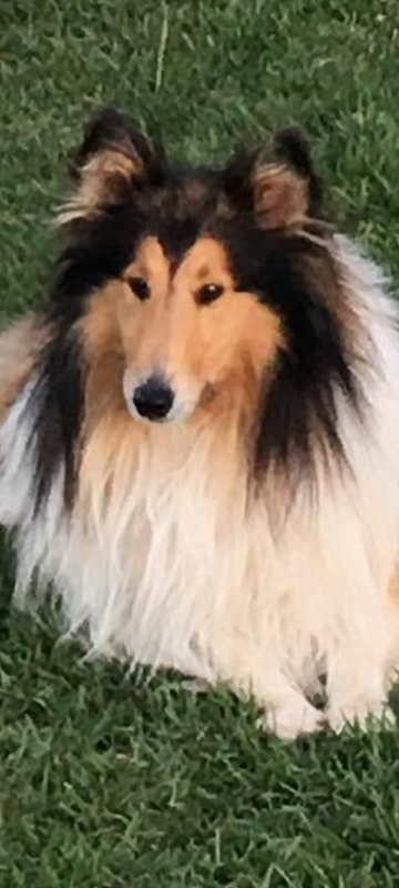 Rough Collie puppies for sale