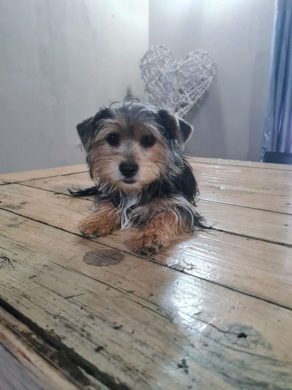 Yorkie up for adoption