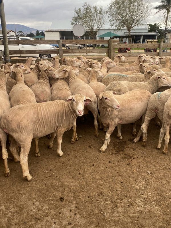 Sheep for Sale