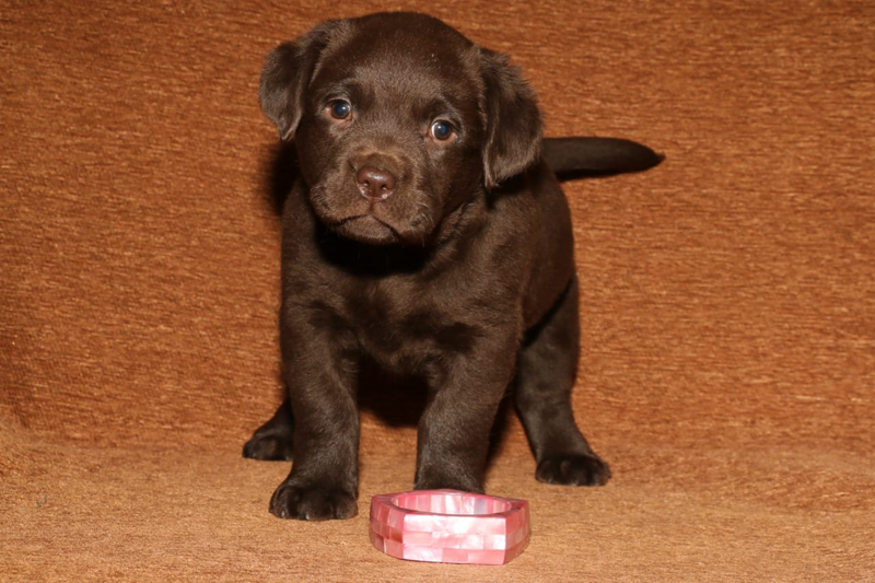 Labrador (retriever) chocolate female