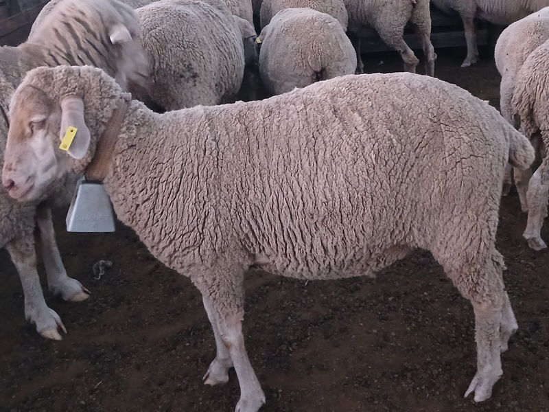 2 X Sheep for slaughter (inkabi)