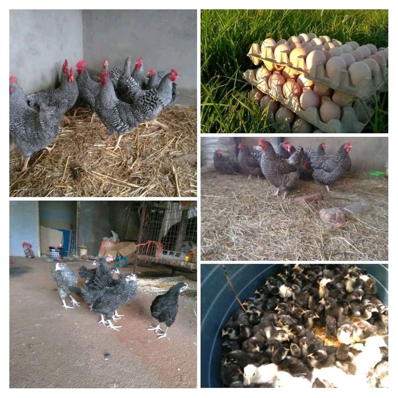 Potch Koekoeks &amp; Black Australorps Chicks For Sale