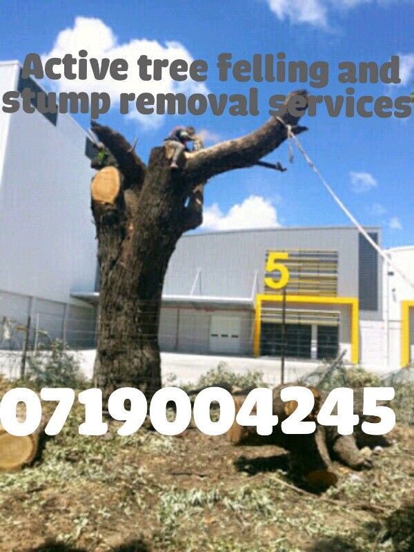 Active tree felling and stump removal services