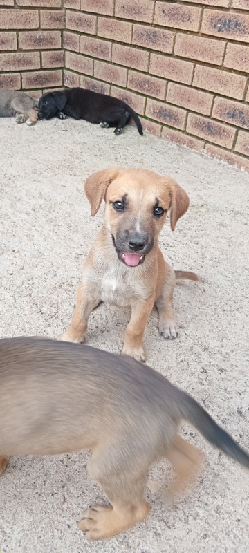 German Sherpard mix Labrador puppies for sale