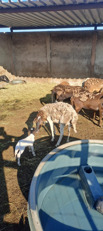 13 sheep ewes with 3 lambs for sale 30 000 neg