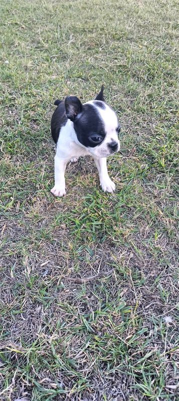 Boston Terrier puppies For Sale