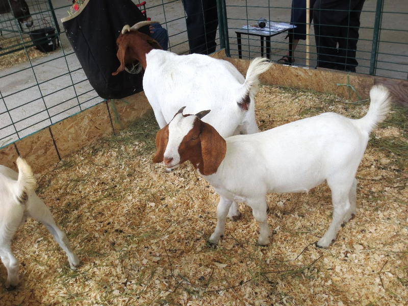 Healty Boer Goats avaleble at our farm
