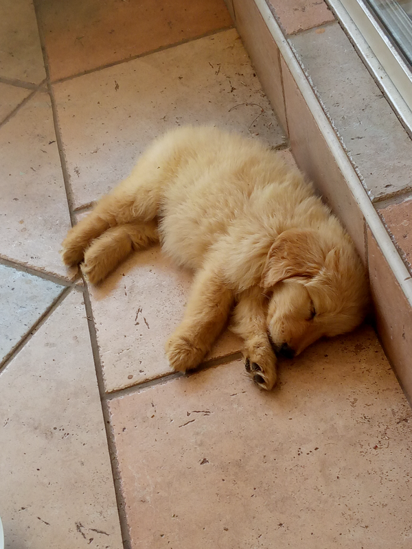 Golden retriever male puppy for sale in Centurion