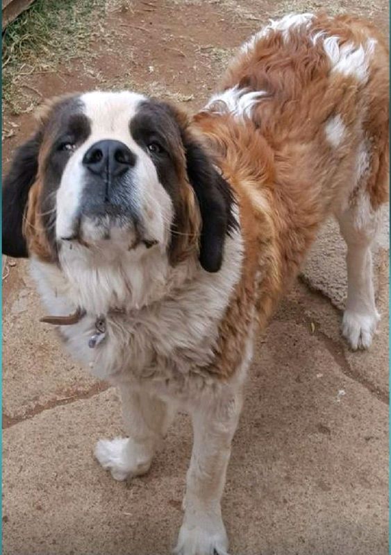 St Bernard dogs for sale