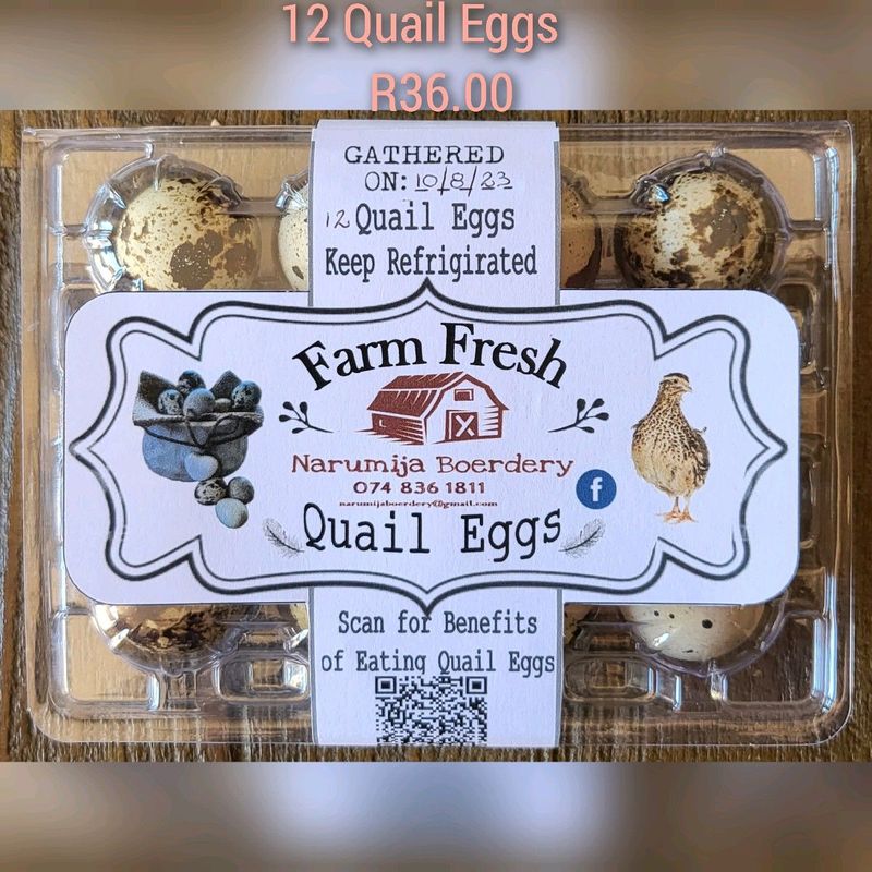 Fresh Quail Eggs for sale