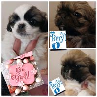 Small puppies to buy hotsell