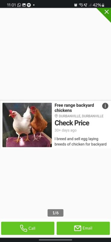 Free range organic chickens for backyard garden chicken eggs