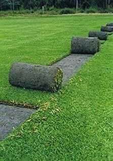 Buffalo grass//LM Berea (shade)//kikuyu grass instant roll on lawn grass weed free straight from the