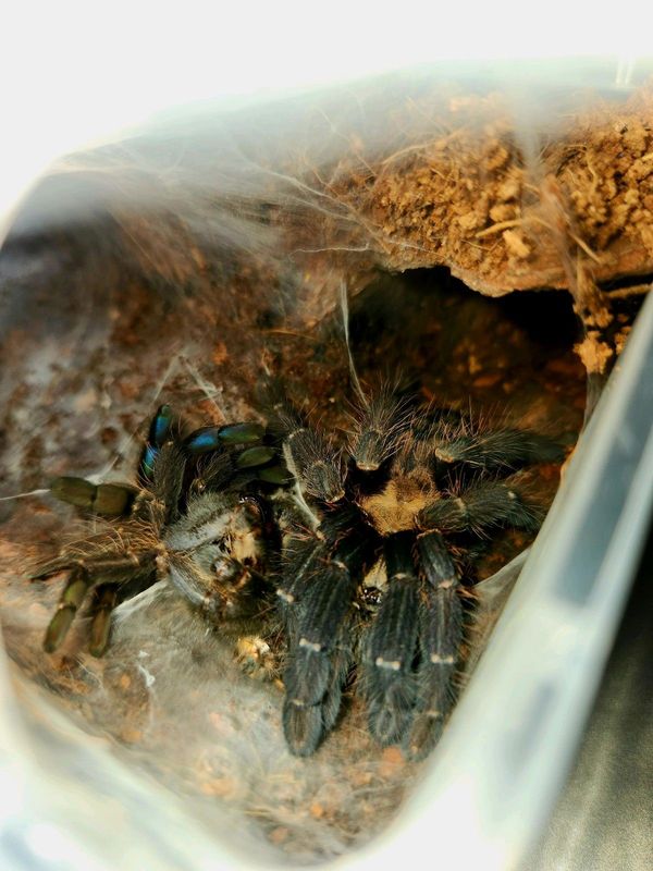 I will take care of unwanted tarantulas, reptiles.