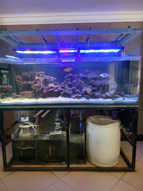 2 metre Marine Fish tank