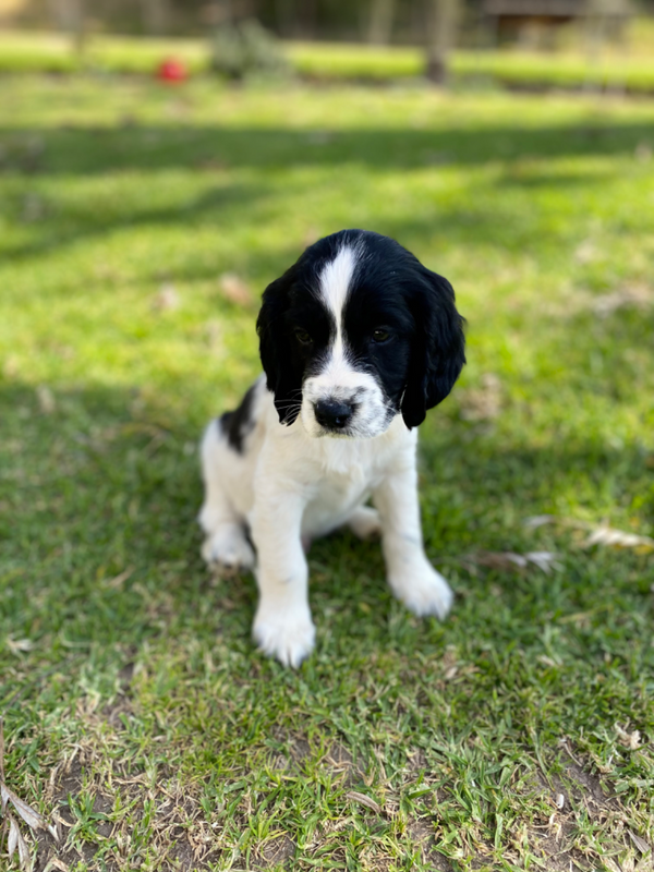 Male Springer pup