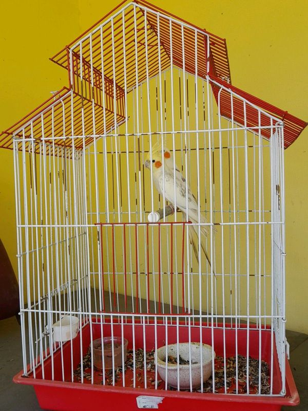 Cockatiel cage with two birds.