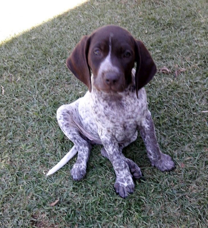 GERMAN SHORTHAIRED POINTER PUPPIES AVAILABLE - GSP