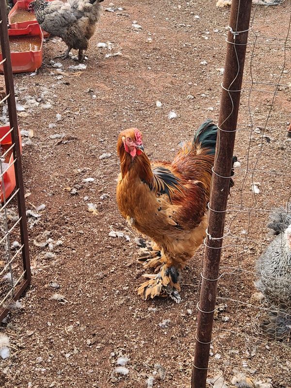 Brahma rooster for sale