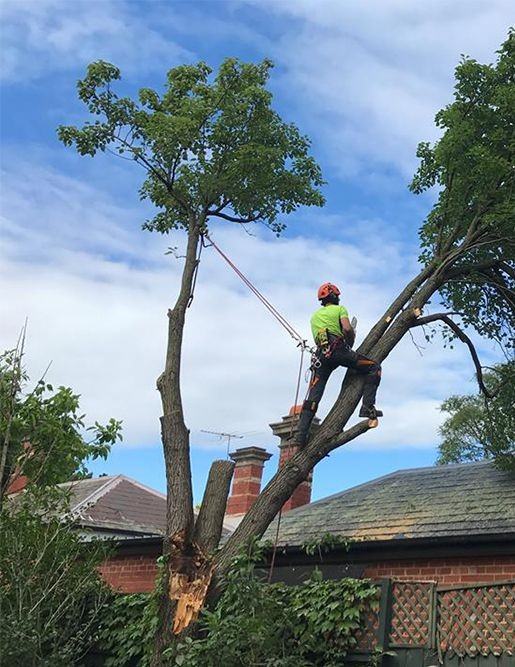 We Do Tree felling Services