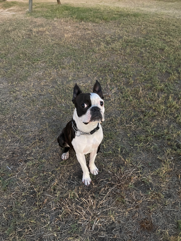 Male Boston terrier 11 months old looking for home