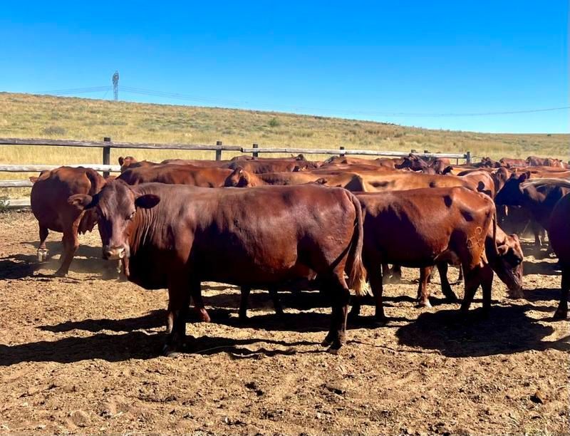 861 ha Grazing farm near Steynsrus in the Eastern Free State for sale