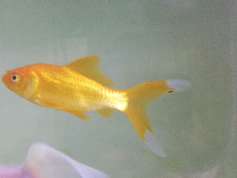 Comet goldfish