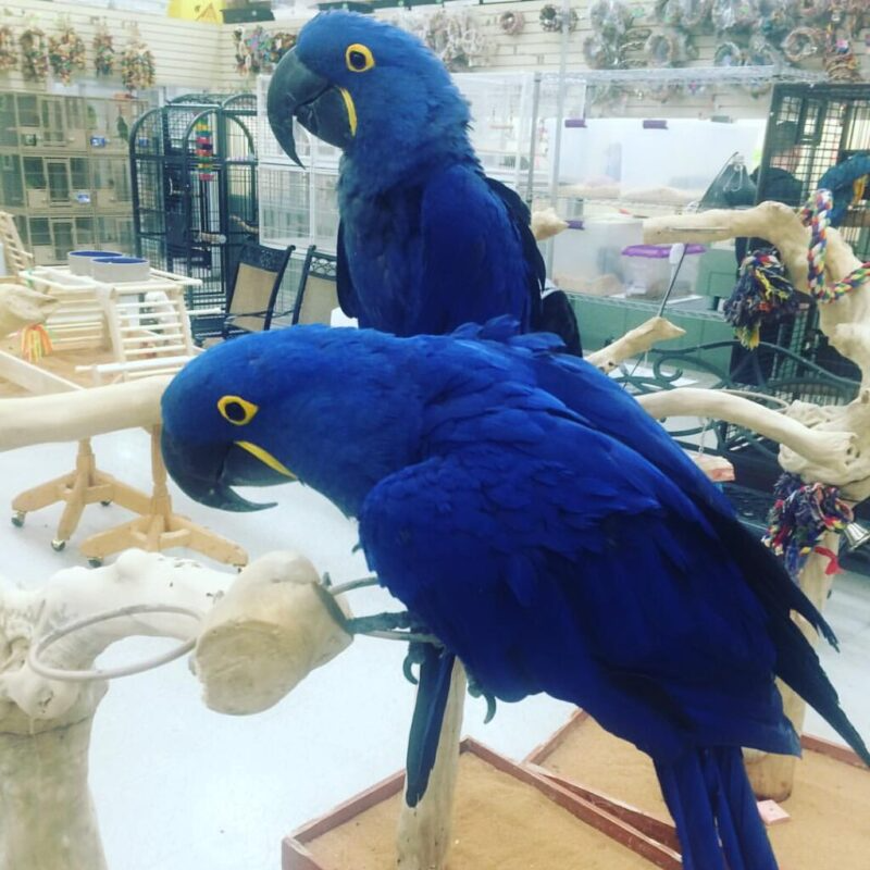 Pair Hyacinth Macaw (Nico and Chloe)
