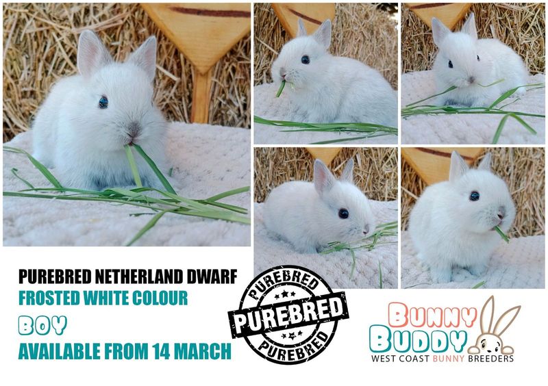 Netherland Dwarf Rabbits by Registered Breeder