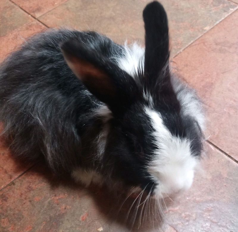 Male Mohair Rabbit