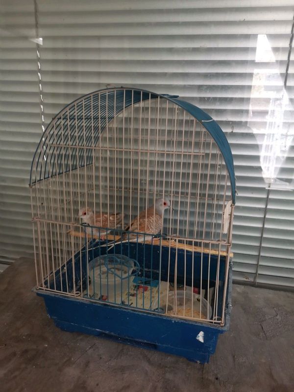 Cage &amp; Beautiful Pair Diamond Doves for sale
