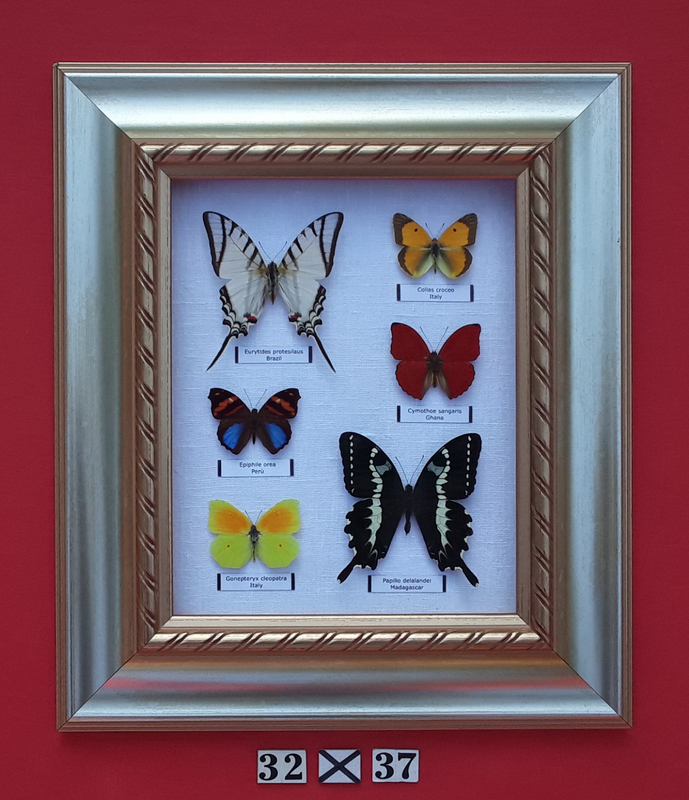 Real framed butterflies