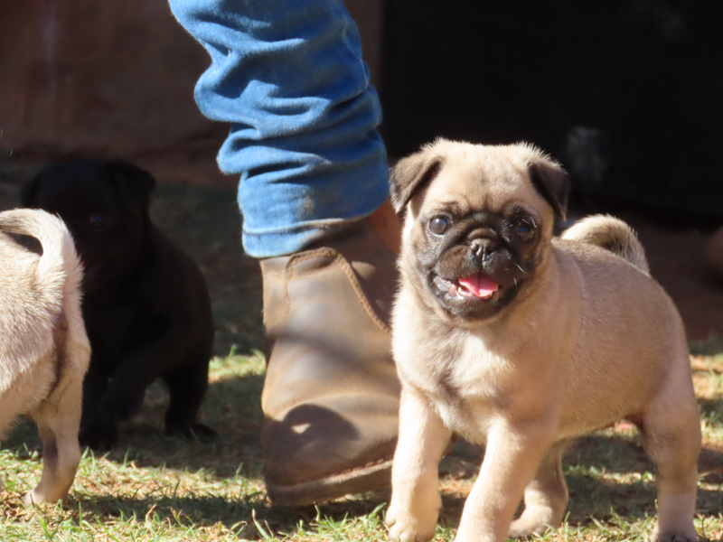 FAWN PUG PUPPIES