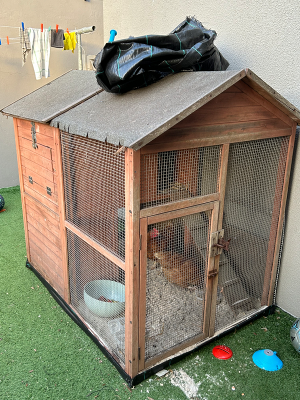 2 hens with chicken coop
