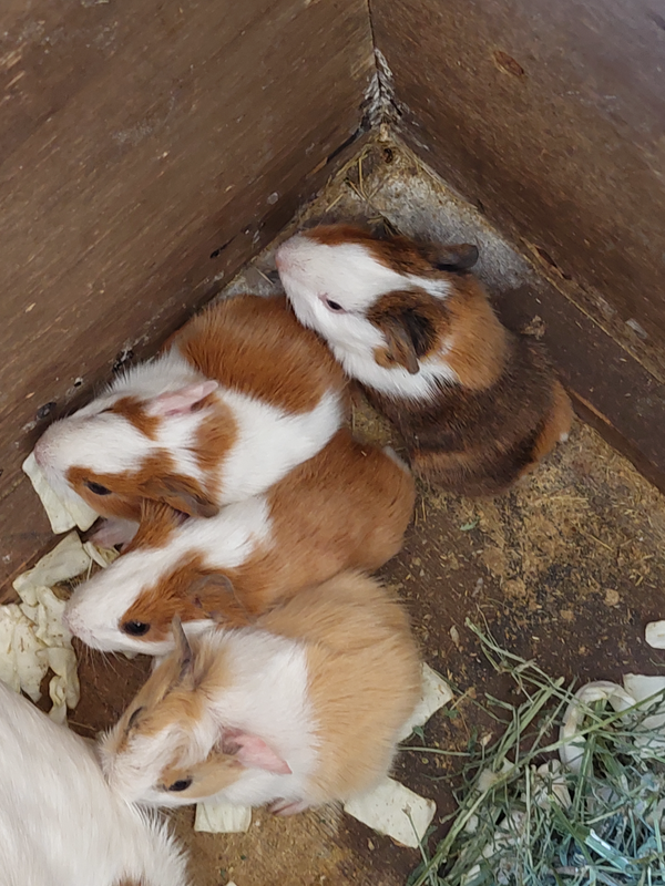 Guinea pigs