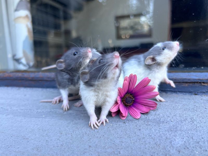 Pet dumbo rats