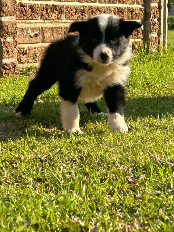 Boder Collie puppies for sale