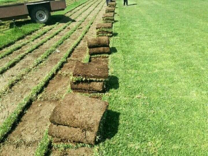 We supply kikuyu grass//Buffalo grass//LM Berea instant roll on lawn grass weed free straight from t