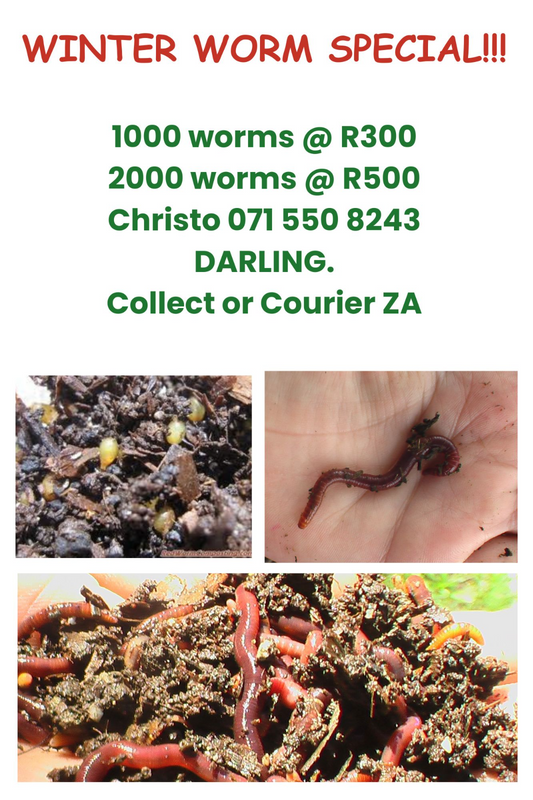 WINTER COMPOST WORM SPECIAL!!!