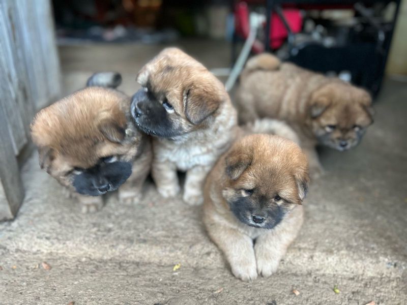 Chow puppies for sale