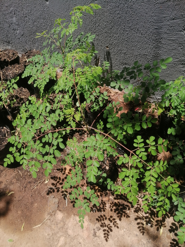 Moringa Trees