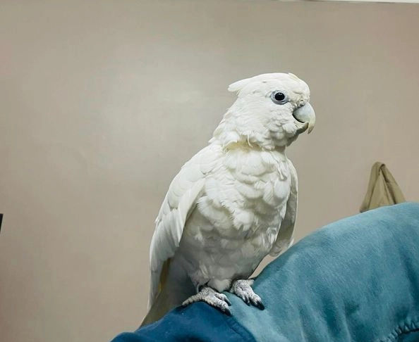 Hand raised Cockatoo for R4000 with health guarantee and toys
