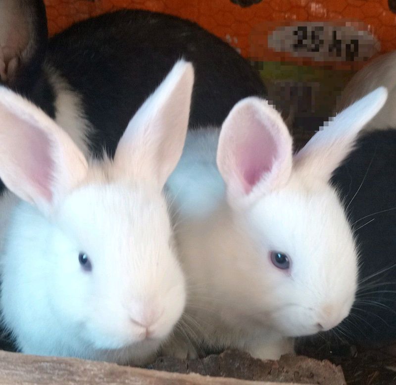 Blue eyed rabbits