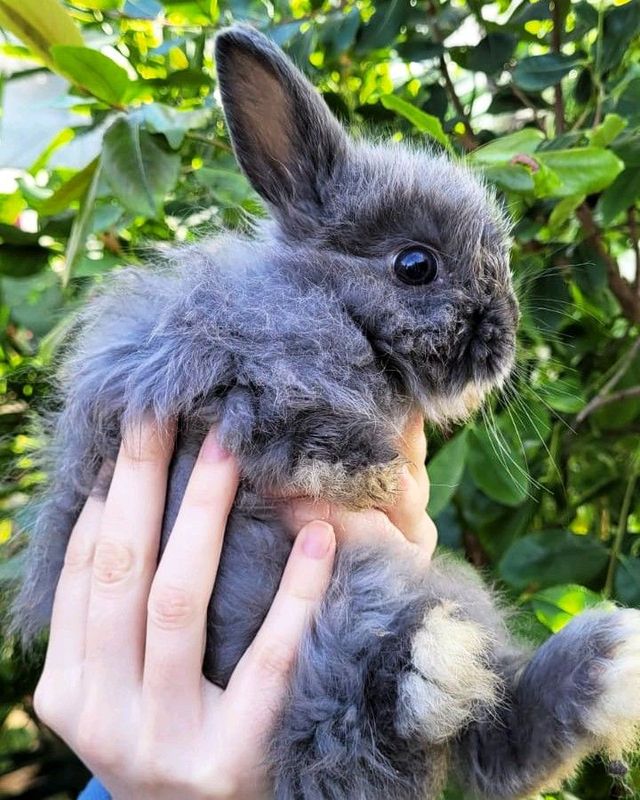 Dwarf angora rabbits available