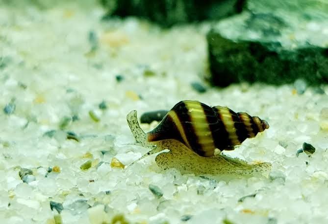 Juvenile Assassin Snails