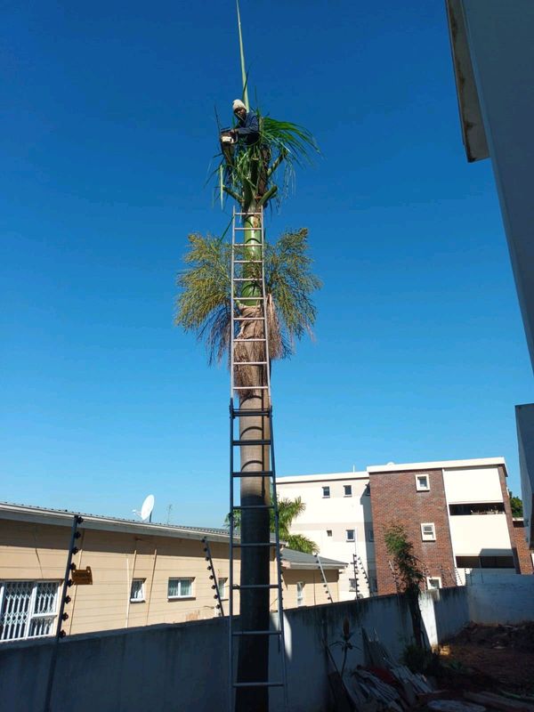 Tree felling and stump removal(0782745808)