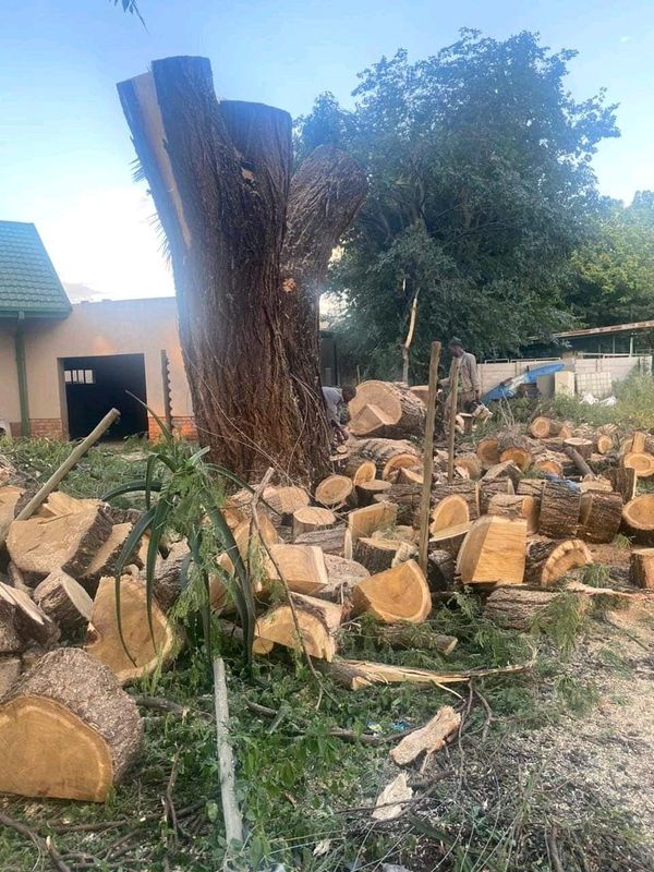 Elite Tree Felling And Landscaping around western cape