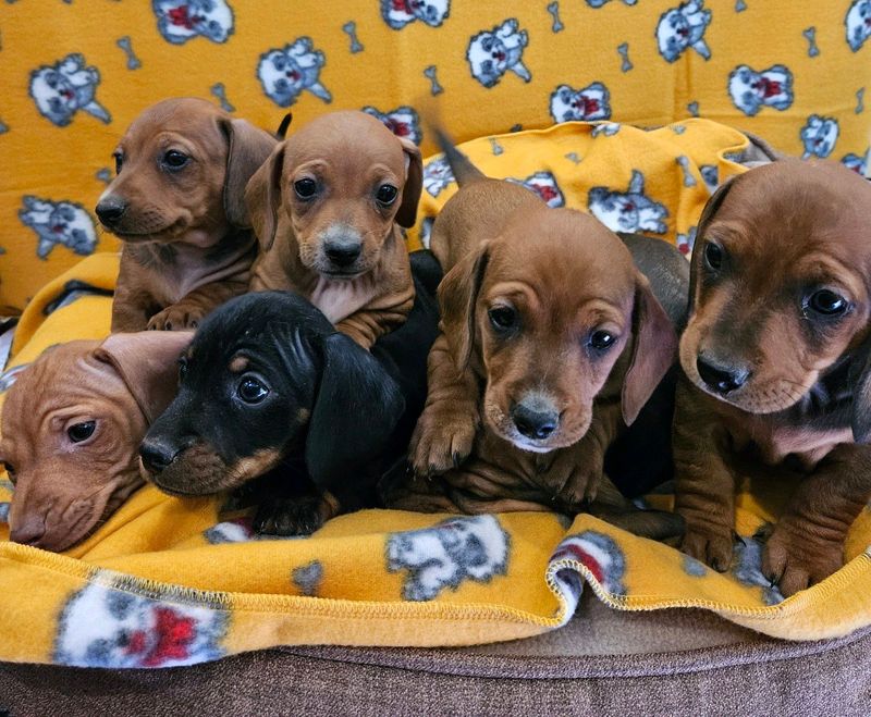 Miniature Dachshund puppies for sale