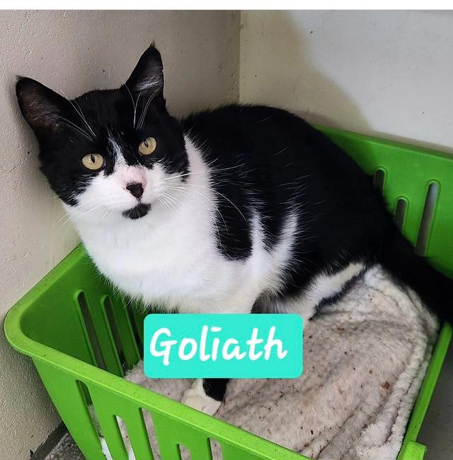 Goliath: stunning tuxedo cat up for adoption